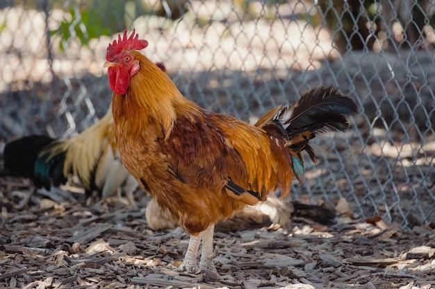 Brown and red rooster standing on gray metal fence during daytime