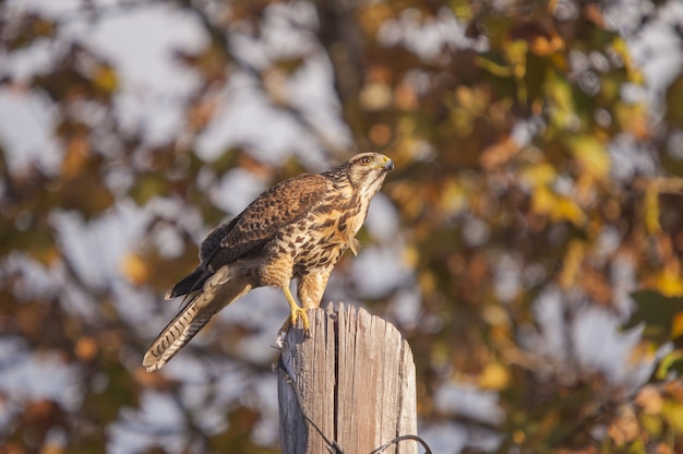 Brown red-tailed hawk perched on a tree log with a blurred wall
