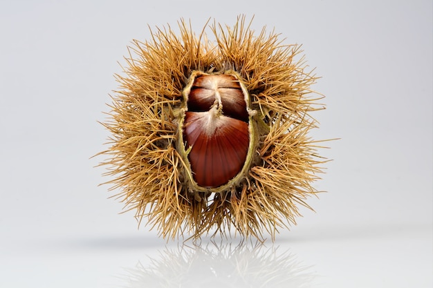 Free photo brown round fruit on white table