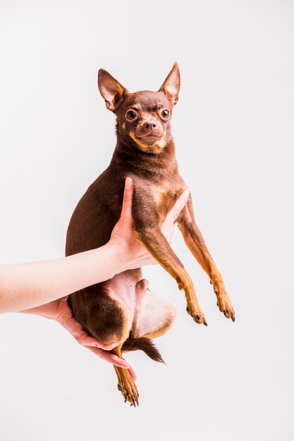 人の手に座っている茶色のロシアのおもちゃの犬