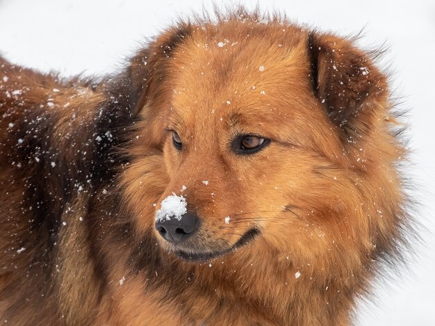 互いに近くにいる2匹の犬 動物間の愛と思いやりの現れ プレミアム写真
