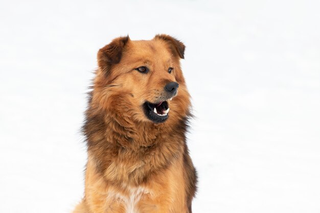 互いに近くにいる2匹の犬 動物間の愛と思いやりの現れ プレミアム写真