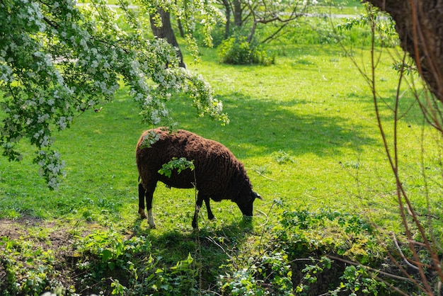 Foto gratuita pecore marroni che pascolano nell'erba