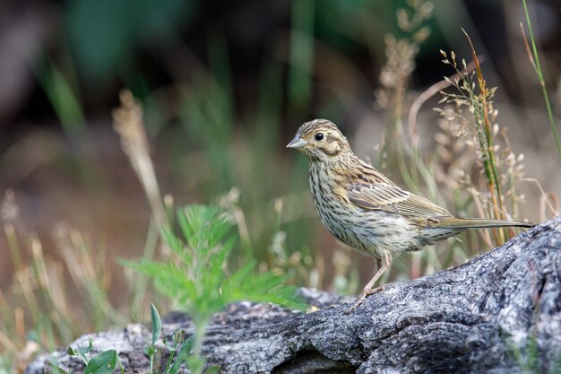 Brown song Thrush bird perched by a lake in a park