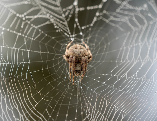 brown spider climbing on a spider web with a blurry background