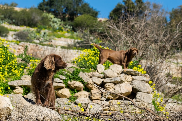 Brown springer dogs guarding a field in the Maltese countryside during a sunny winter day
