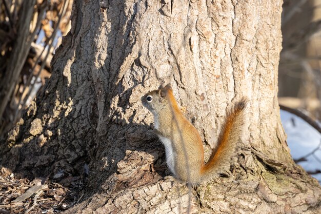 Brown squirrel standing on a tree