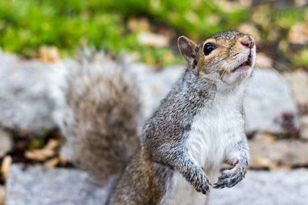 Brown squirrel