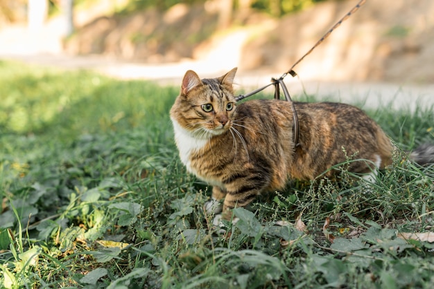 Коричневый полосатый кот с ошейником стоит в саду