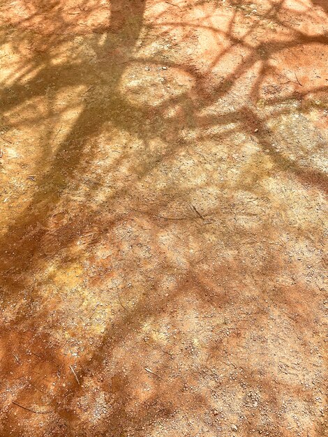 A brown and tan ground with a shadow of a tree on it.