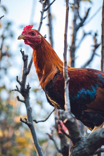 Brown and teal chicken on tree branch