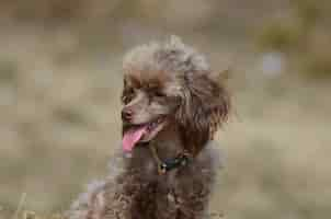 Free photo brown toy poodle with his pink tongue sticking out.