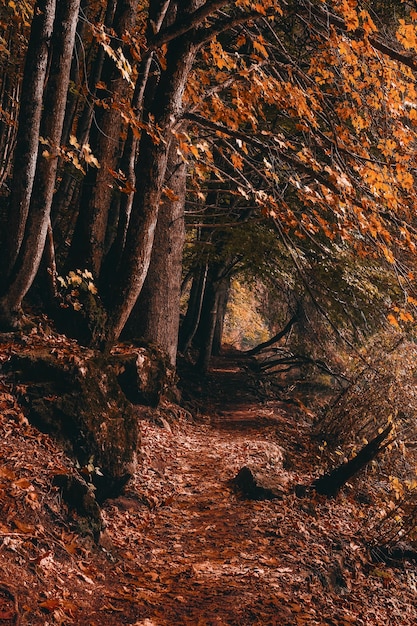 Brown tree trunk on brown soil