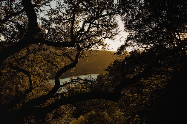 Brown tree with green leaves during sunset