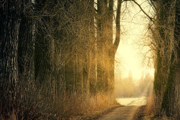 Brown trees on brown dirt road during daytime