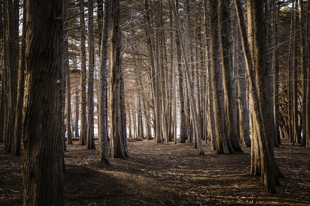 Brown trees on brown field during daytime