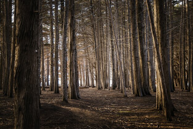 Brown trees on brown field during daytime