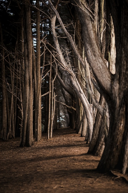 Brown trees on brown soil