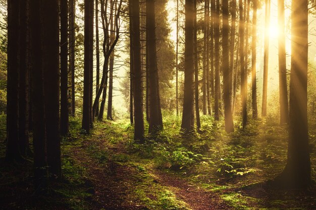 Brown trees on forest during daytime