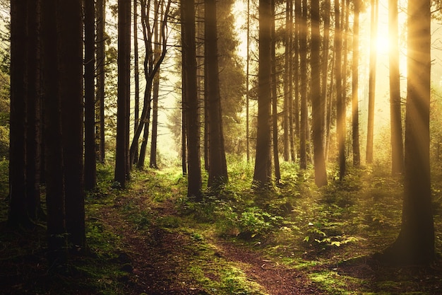 Brown trees on forest during daytime