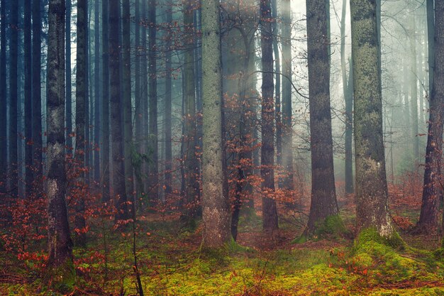 Brown trees on green grass field