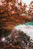 Free photo brown trees near body of water during daytime