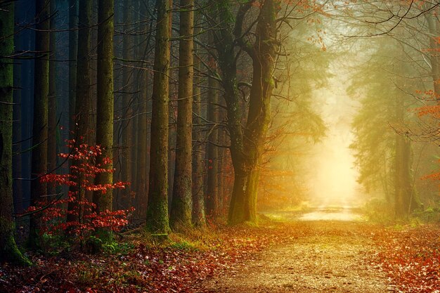 Brown trees with fog during daytime