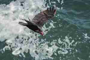 Free photo brown turkey vulture bird with he red beak flying over the sea