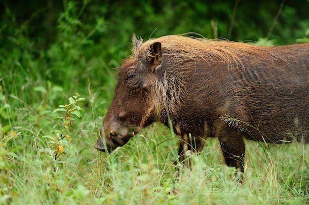 아프리카 정글에서 잔디 덮여 필드에 갈색 멧돼지