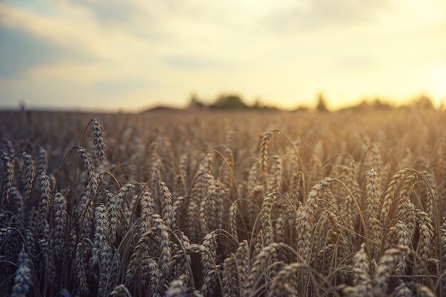 Brown wheat field during daytime