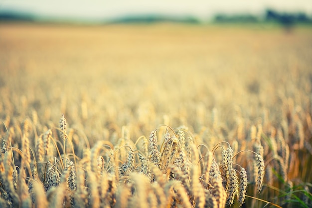 Free photo brown wheat field during daytime