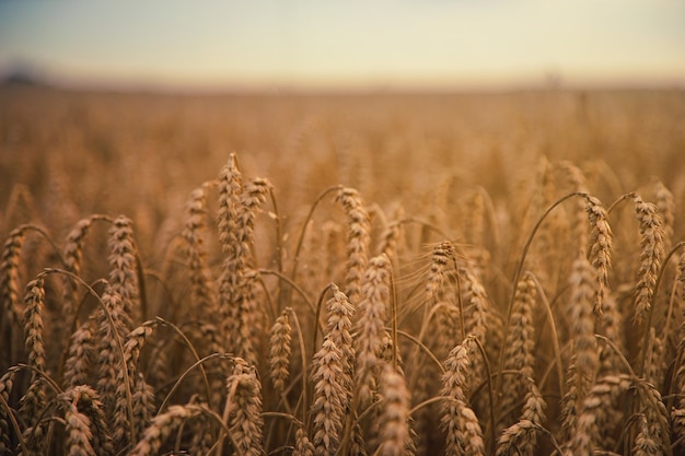 Коричневое пшеничное поле