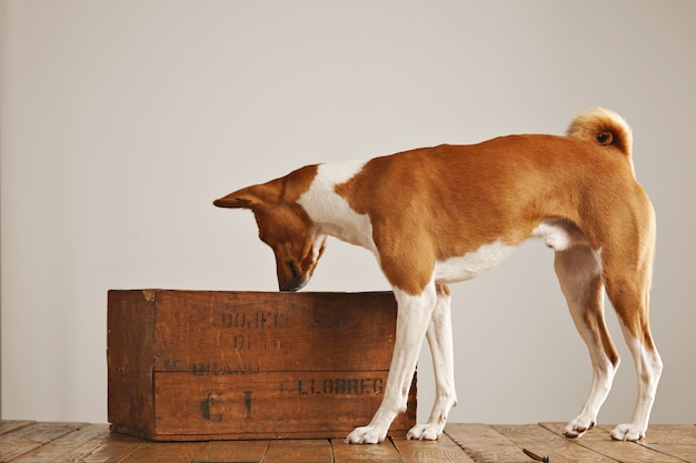 Cane basenji marrone e bianco che annusa aria ed esamina una scatola di vino marrone vintage in uno studio con pareti bianche