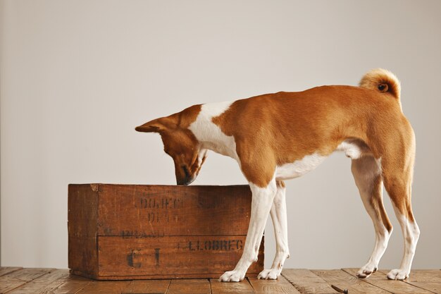 갈색과 흰색 basenji 개가 공기를 냄새 맡고 흰 벽이있는 스튜디오에서 빈티지 갈색 와인 상자를 들여다보고 있습니다.