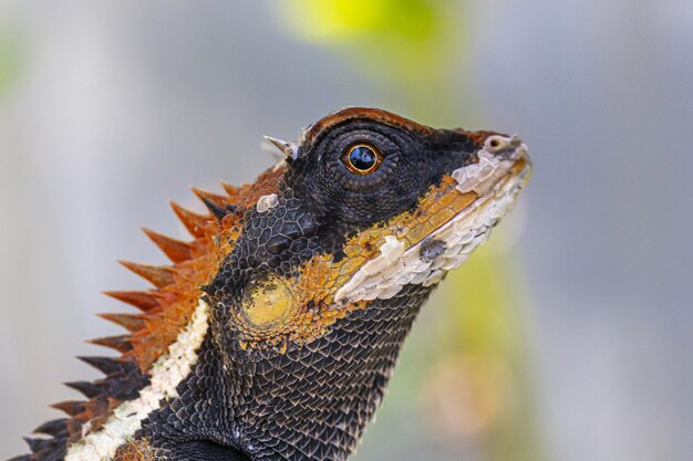 Brown and white bearded dragon