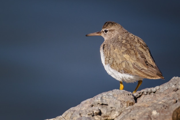 Brown and white bird on gray rock