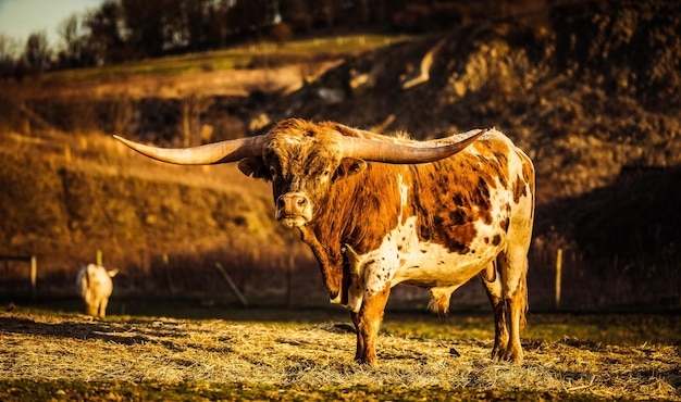 Foto gratuita mucca marrone e bianca in un campo al tramonto