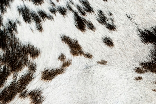 Brown and white cow fur textured background
