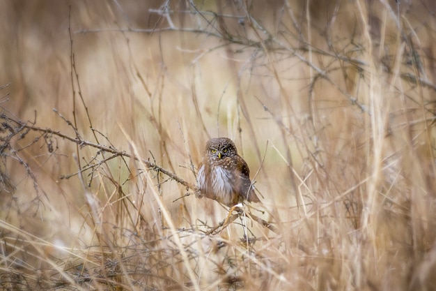 Free photo brown and white owl on brown plant