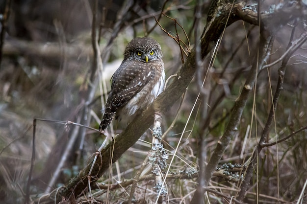 Free photo brown and white owl on brown tree branch