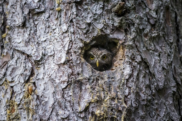 Free photo brown and white owl inside tree hole