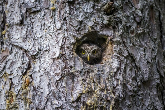 Brown and white owl inside tree hole