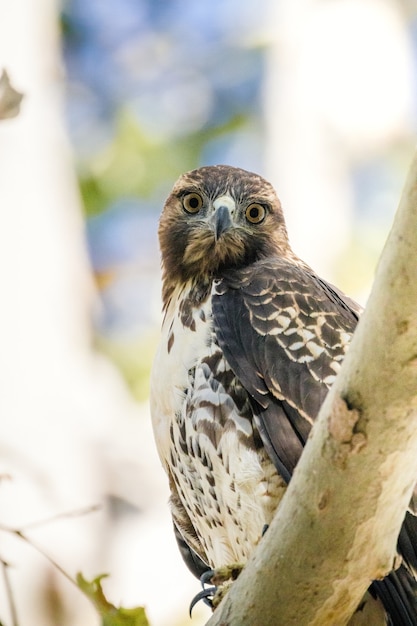 Free Photo brown and white owl perched on brown tree branch during daytime