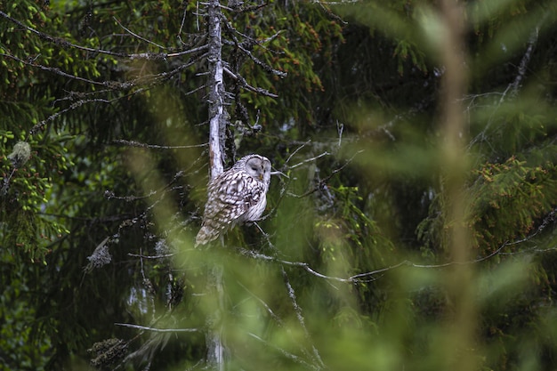 Free photo brown and white owl sitting on tree branch
