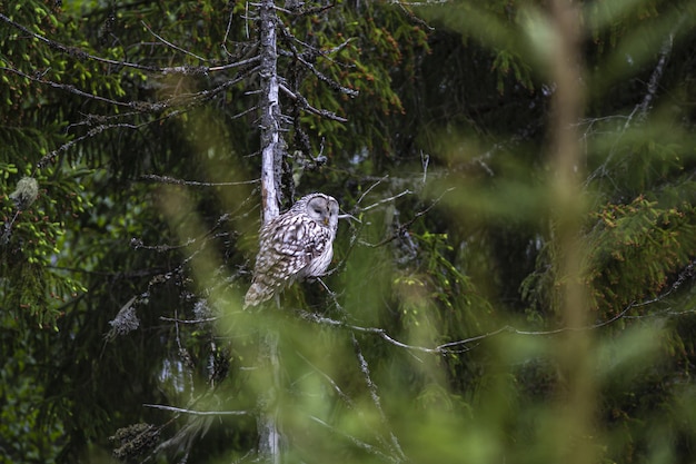 Gufo marrone e bianco che si siede sul ramo di un albero