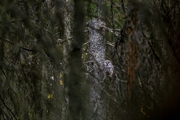 Gufo marrone e bianco che si siede sul ramo di un albero