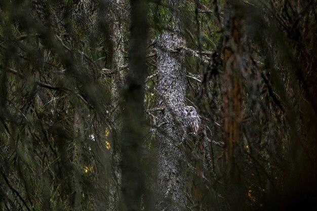 Brown and white owl sitting on tree branch