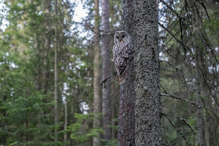Free Photo brown and white owl sitting on tree branch
