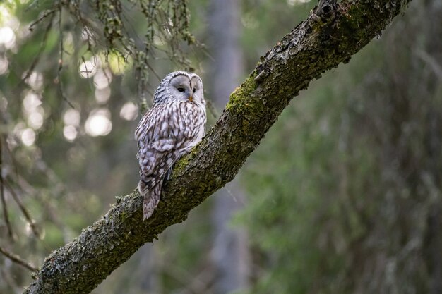 Brown and white owl sitting on tree branch