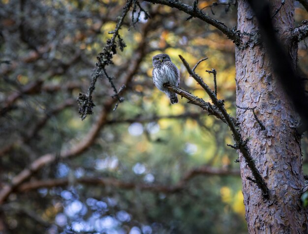 Brown and white owl on tree branch